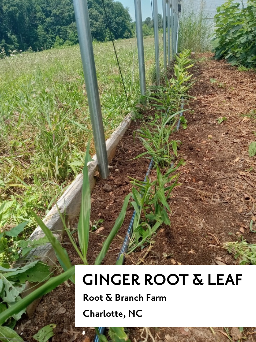 Mountain Chai - Tea Box
