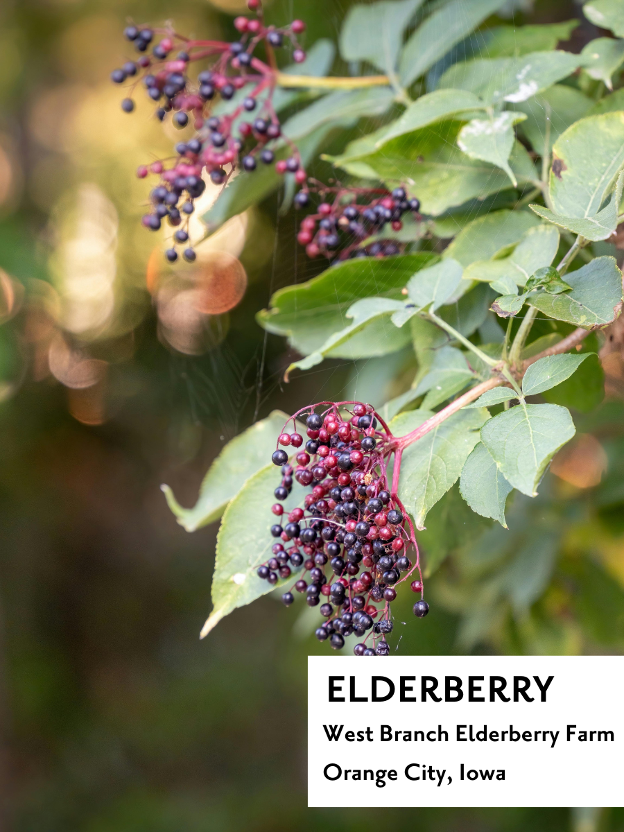 Elderberry Yaupon - Tea Box